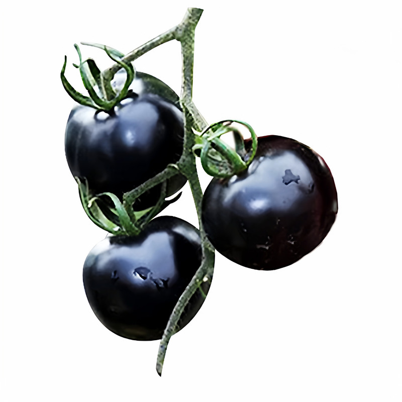 黑珍珠小番茄苗西红柿秧苗阳台盆栽矮生超甜圣女果苗千禧果秧种苗