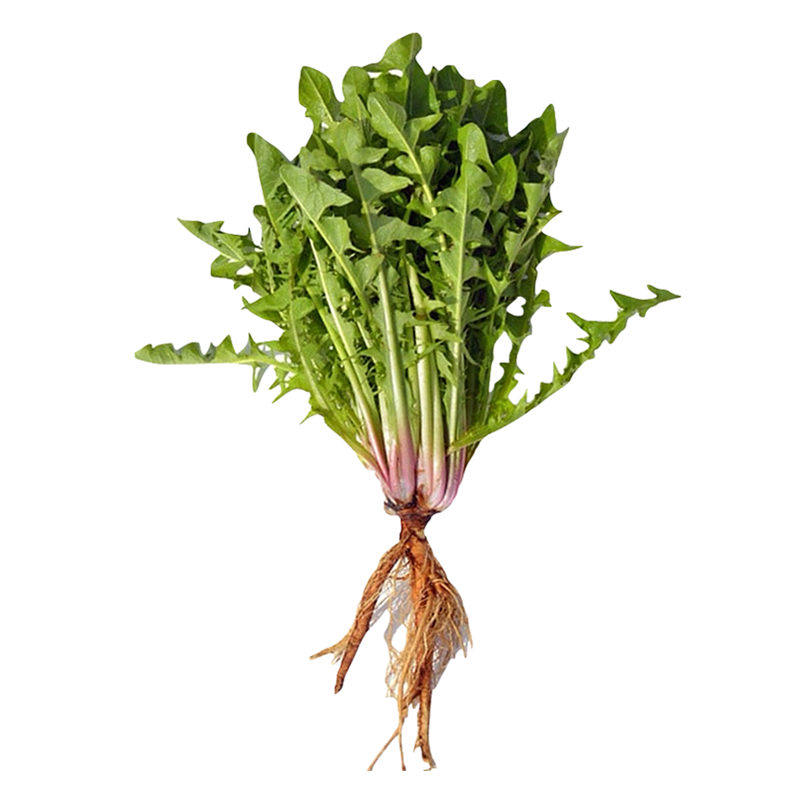 新鲜蒲公英带根现挖黄花地丁药食同源野菜野生婆婆丁蔬菜净重2斤