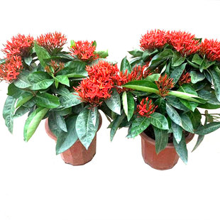 龙船花盆栽小叶仙丹花百日红苗室外耐晒植物开花粉红橙色净化空气