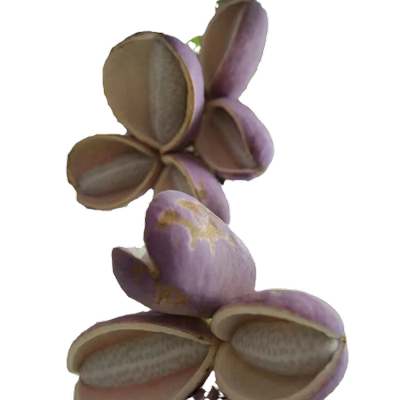 八月瓜树苗大苗庭院四季南方种植