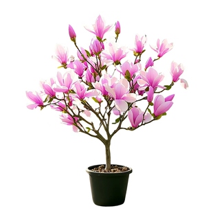 矮化玉兰树苗盆栽带花苞四季紫玉兰风景树庭院老桩耐寒花卉盆景