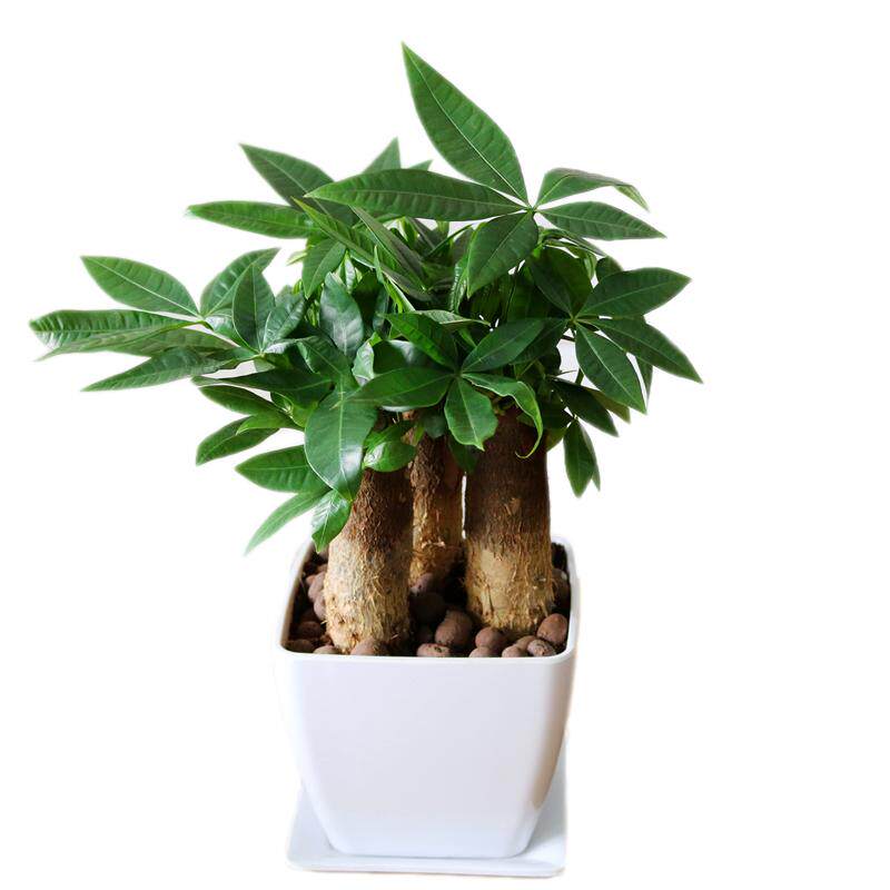 老桩发财树室内小盆栽绿植花卉