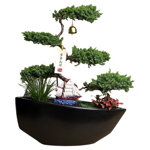 五层塔松盆栽步步高升绿植送领导升职礼物松树盆景真高档室内植物