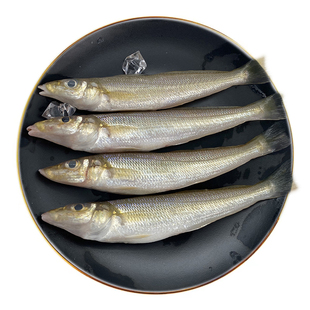 北海大沙丁鱼新鲜冷冻深海鱼鲜活去鳞鳃去内脏沙钻鱼大沙尖鱼冰鲜