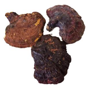 东北特产野生松杉灵芝赤灵芝中药材正品养生泡酒泡水打粉送礼品新