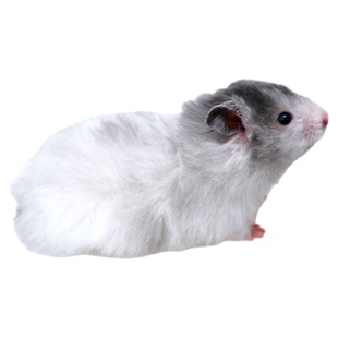 长毛金丝熊家养温顺黑波利金丝鼠健康活物包活好养不臭小宠物仓鼠