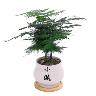 唐山矮生云竹矮化文竹盆栽盆景办公室内外桌面微景观净化空气绿植