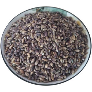 黑青稞米青海新青稞米5斤装五谷杂粮煲粥煮饭甜醅小麦米青稞麦仁