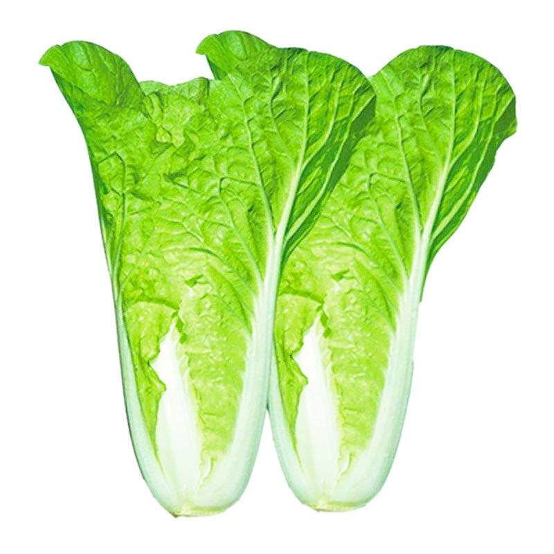 奶油快菜种子20天成熟耐热耐高温四季速生高产小白菜种子蔬菜种子