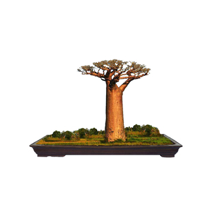 非洲进口罕见多肉植物稀有品种树苗盆栽盆景块根果实猴面包树种子