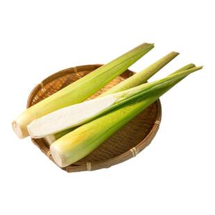 上海青浦练塘新鲜茭白长肉茭瓜高笋水笋茭笋孕妇下奶酒店食材包邮