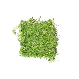 草坪草籽草皮带土草坪真草铺垫人工草坪草皮地毯别墅庭院姬岩垂草