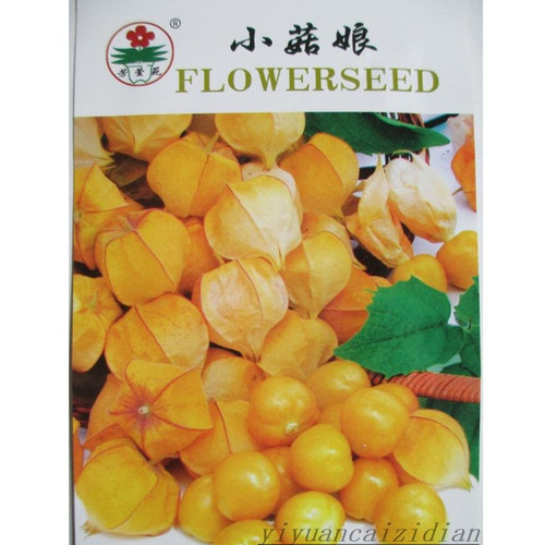 小姑娘种子黄菇娘果种红灯笼果实种子果阳台盆栽观赏水果种子