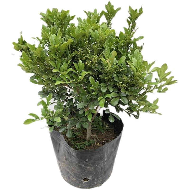 香水米兰花盆栽树苗花卉室内庭院植物花苞多多清香型阳台四季开花