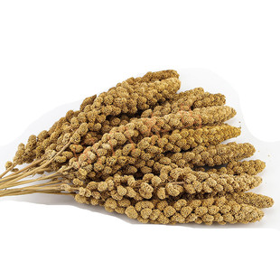 小型鸟鹦鹉零食 仓鼠粮 天然谷穗 仓鼠谷穗/鸟零食10根（25厘米）