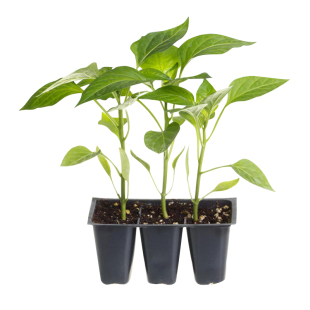 辣椒苗秧樟树港螺丝椒小米辣椒苗四季高产正宗老品种带土球旗舰店