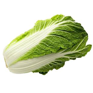 早熟5号大白菜种子秋季包头大白菜包心菜种籽孑蔬菜高产秋播耐寒