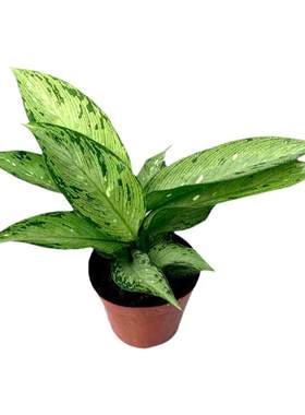 万年青四季常青北欧风格彩叶植物