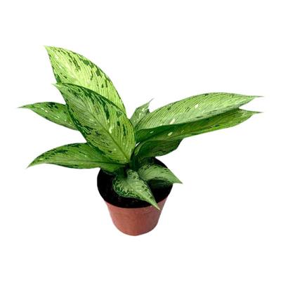 万年青四季常青北欧风格彩叶植物