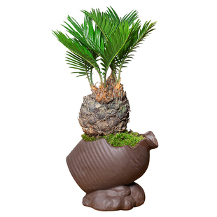 稀有多头铁树盆景室内书房好养新中式禅意植物盆栽四季常青绿植