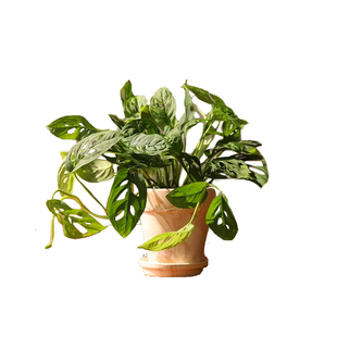 米歇尔仙洞龟背竹洞洞芋垂藤爬藤耐阴净化空气水培室内盆栽除甲醛