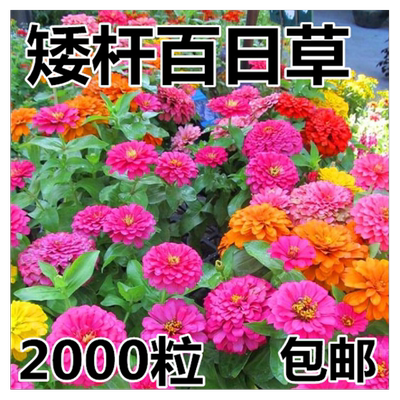 夏天四季草花籽室外白日矮杆