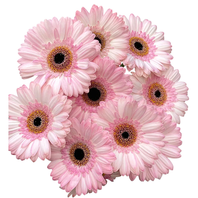 高杆非洲菊盆栽阳台花卉可切花