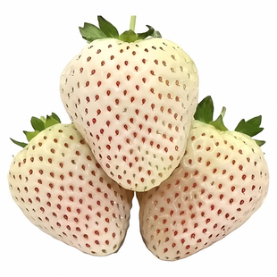 淡雪白草莓现摘现发新鲜孕妇水果草莓之乡句容产地直发礼盒装送礼