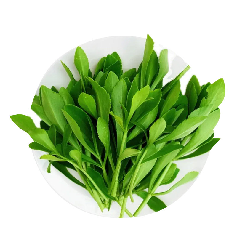 养心菜苗救心菜秧苗植物高钙菜四蔬菜种子/种苗