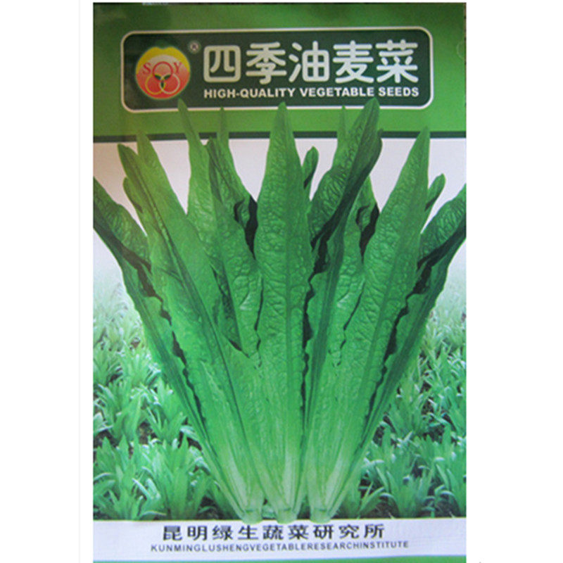 油麦菜蔬菜种子生源云南莴笋尖