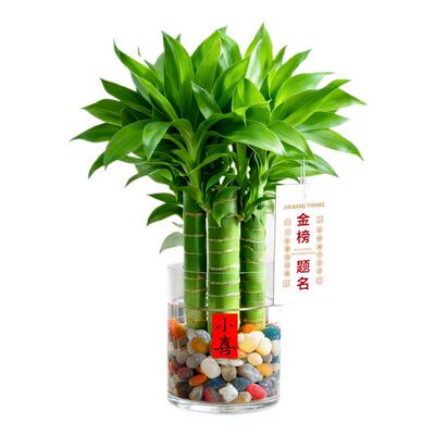 【全网热销10W+】文昌竹金榜题名