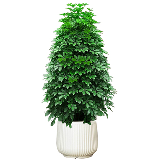 鸭脚木客厅大盆栽八方来财大型落地植物室内鸭掌木七叶莲绿植花卉