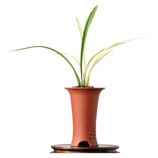 高端老种墨兰艺草白玉素锦绿翡翠大花蕙兰花苗白雪公主带花卉浓香