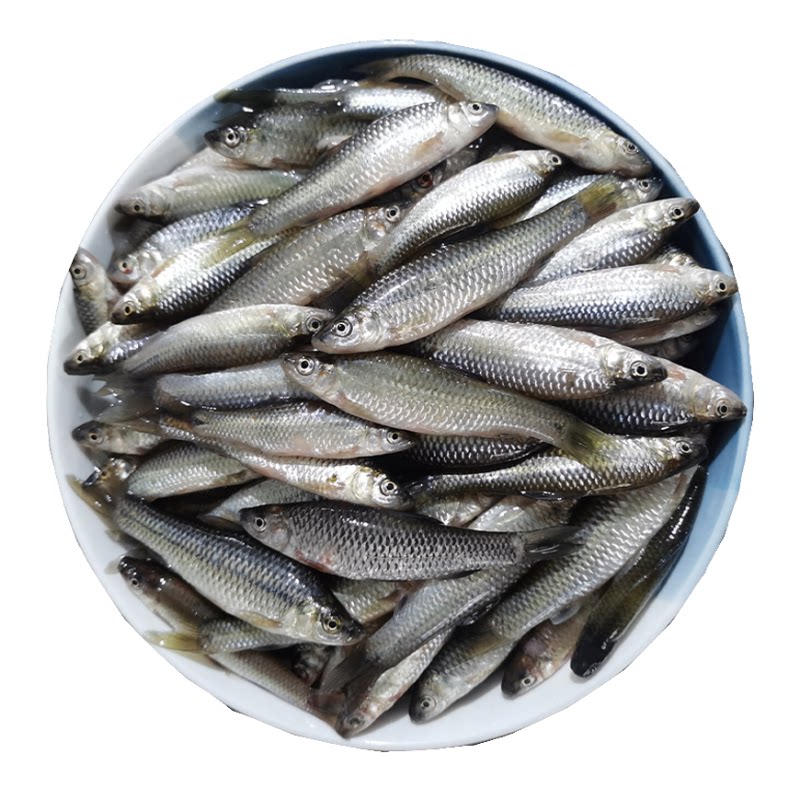 微山湖小麦穗鱼小河鱼小杂鱼顺丰
