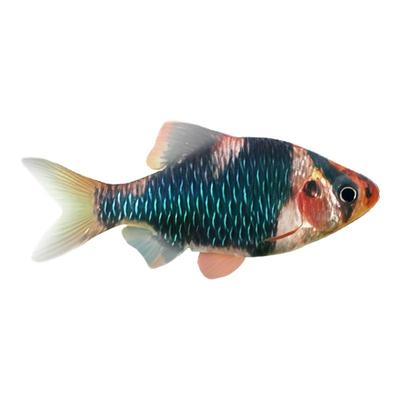 绿虎皮鱼活体热带观赏鱼