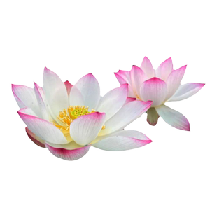 观赏荷花盆栽水养食用莲花藕种苗碗莲睡莲花卉种籽子水培池塘植物