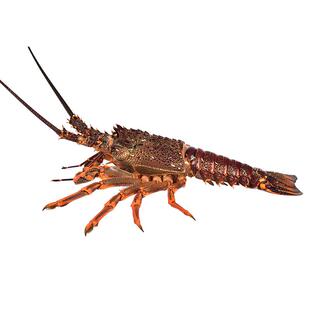 特大澳洲大龙虾澳龙鲜活冷冻海鲜2-6斤大奥龙波士顿龙虾年货送礼