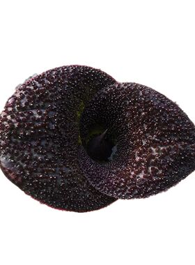 绿植风信子阳台吸甲醛多肉植物