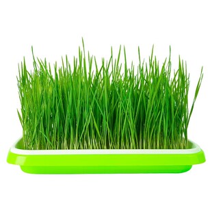 猫草盆栽小麦水培猫草种植懒人猫草罐头毛球片化毛草零食猫咪用品