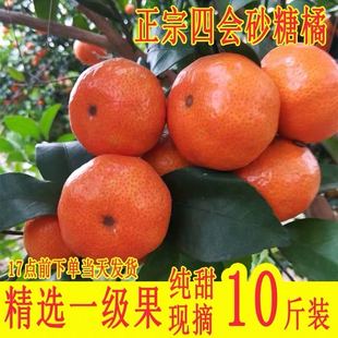 正宗广东四会沙糖桔应季新鲜水果包邮砂糖橘桔子薄皮10斤整箱现摘