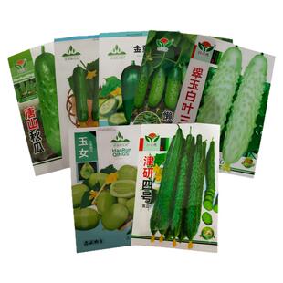 津研四号黄瓜种子老品种脆甜无刺金童玉女水果黄瓜春秋播蔬菜籽种