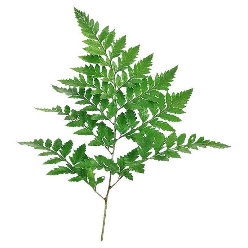 新鲜子叶高山羊齿10支花草西餐