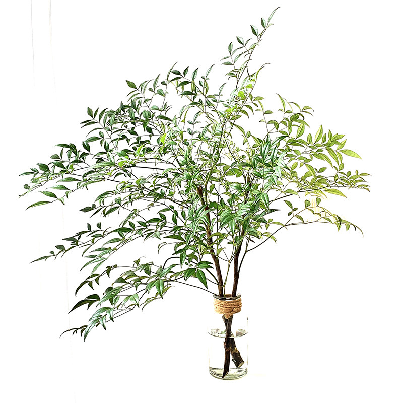 水培植物火焰南天竹水养盆栽植物室内桌面鲜切枝吊钟马醉木平替