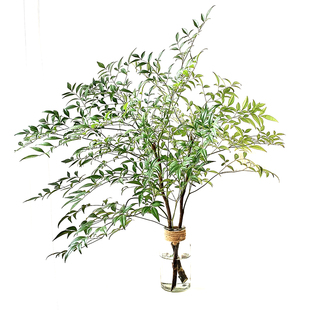 水培植物火焰南天竹水养盆栽植物室内桌面鲜切枝吊钟马醉木平替