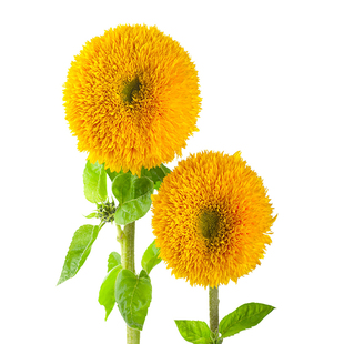 一举夺魁向日葵种子太阳花种子观赏鲜切花食用矮杆玩具熊重瓣彩色