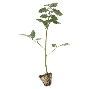 超甜千禧圣女果苗高产小番茄苗水果西红柿秧子四季种阳台盆栽菜苗