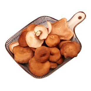 云南小香蕈香菇马桑菌野生香信口感滑嫩新鲜菌菇火锅煲汤食材