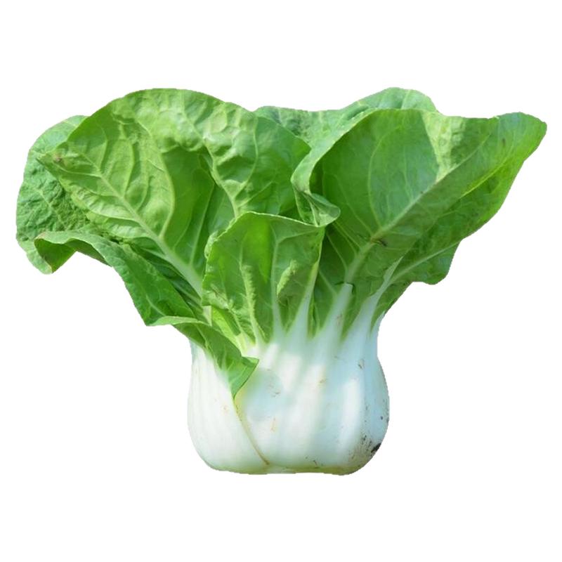 老品种矮脚奶白菜四季播种种子