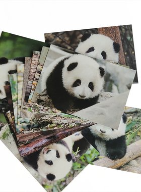 成都熊猫花花明信片旅游纪念品