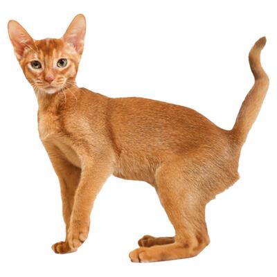 短毛猫阿比西尼亚猫咪活体